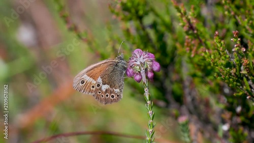 Large Heath Butterfly on Heather at Meathop Moss