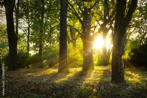 Forest background with sunlight through trees, morning sun rays in green oak woodland