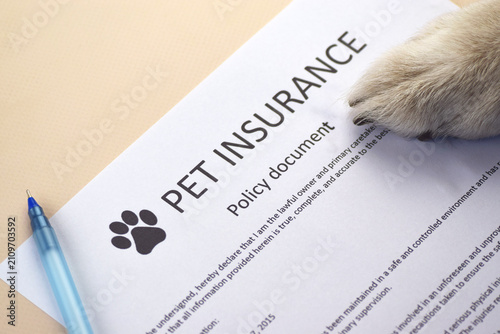 Animal insurance to protect pets health.