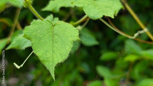 Bild auf Leinwand Close-up of green Passiflora foetida leaf on a creeping vine in nature