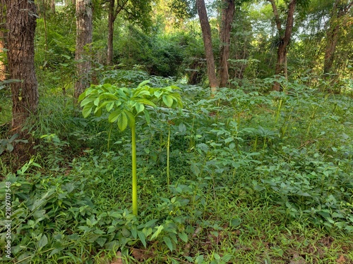 Canvastavla Amorphophallus paeoniifolius It is a plant found in the forest.