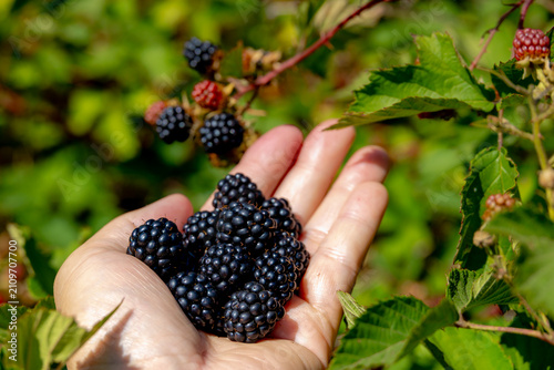 Self picking the wild blackberry in the forest, A man holding ripe blackberries in hand, Health benefits of berries, Rubus is a large and diverse genus of flowering plants in the rose family Rosaceae.