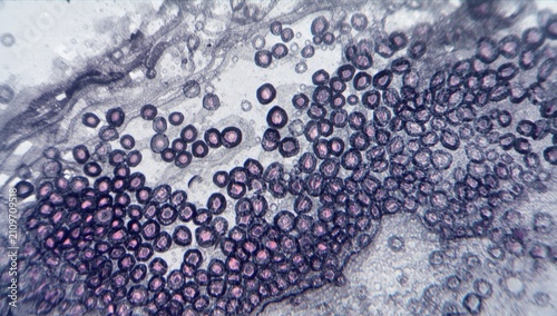 Konstfotografi Microscopic View of Plant Cells with Pink and Purple Highlights