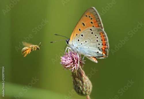 Bee and butterfly, competition for flower nectar