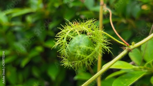 Foto Close up of green Passiflora foetida fruit with hairy bracts.
