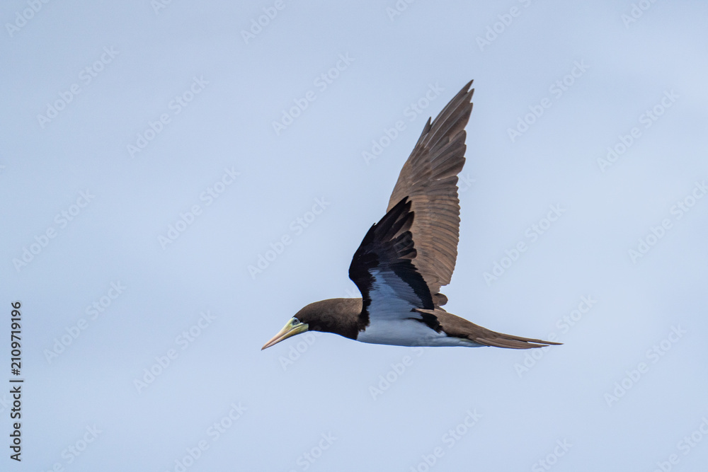 Fototapeta premium Brown booby (Sula leucogaster) in flight at Saint Helena, in the South Atlantic Ocean