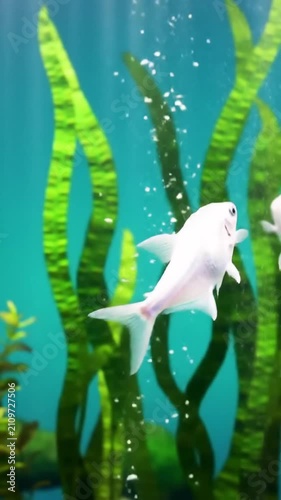 Small white fish swimming in a home aquarium, underwater nature scene.