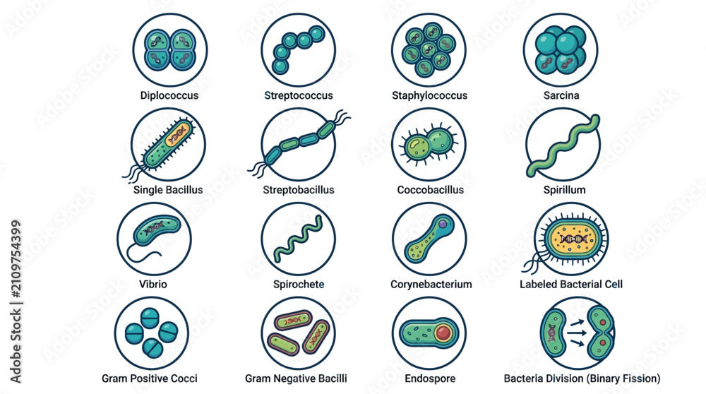 Fototapeta premium Comprehensive vector illustration of various bacterial forms, types, and cell division processes.