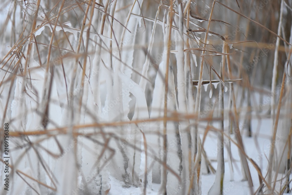 Obraz premium Icicles on the water plants on snowy winter day, close-up