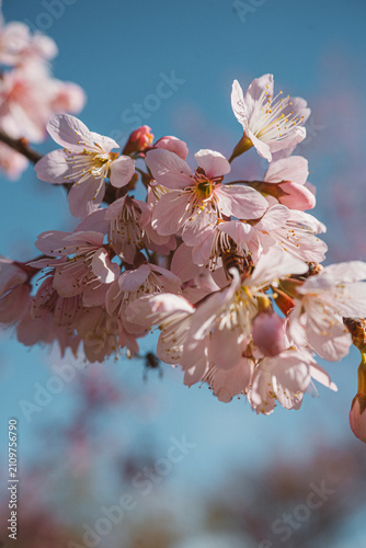 cherry tree blossom