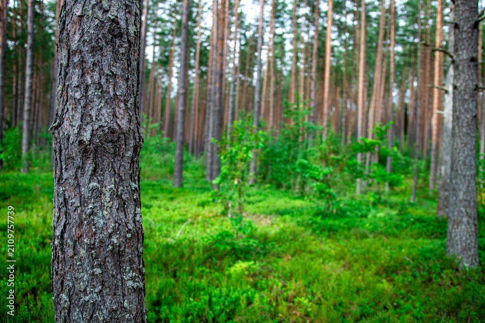 Obraz premium Pine tree in Lithuania