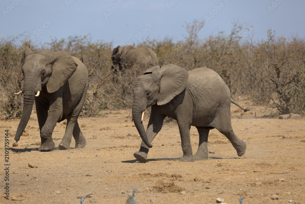 Fototapeta premium African Elephants (Loxodonta africana) walking to a waterhole. Taken in Kruger National Park, South Africa.