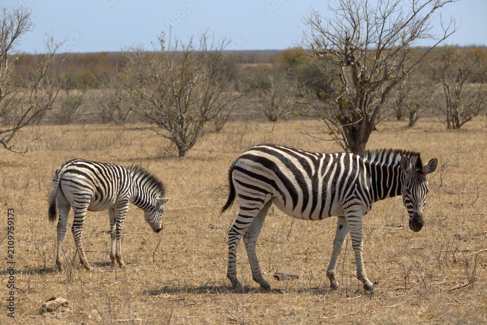 Obraz premium Plains (Burchell's) Zebras (Equus quagga). Taken in Kruger National Park, South Africa.