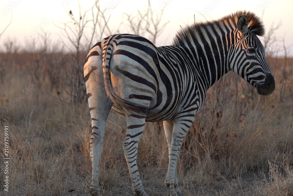 Obraz premium Plains (Burchell's) Zebra (Equus quagga). Taken in Kruger National Park, South Africa.