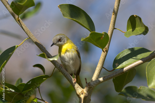 Quadro su tela Yellow-breasted Apalis (Apalis flavida) perched in a tree