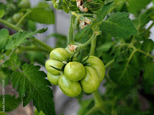 A travel tomato fruit that is still green as it grows in a tomato greenhouse