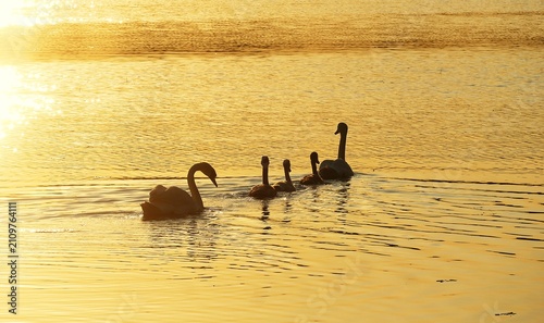 Obraz na plátně Swan family flow and swim on the lake in beautiful golden sunset, happy swan fam