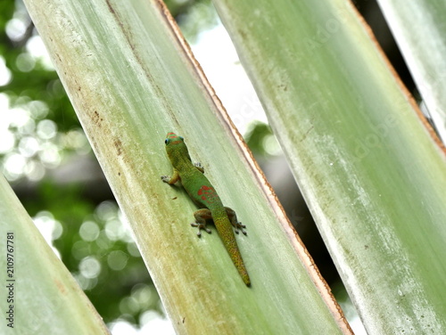 Green day gecko on tropical plant, Reunion Island wildlife close-up