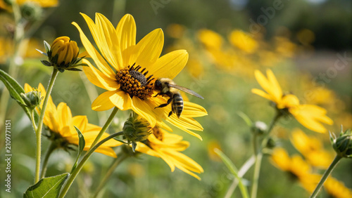 Bumblebee on Yellow Sunflower in Meadow