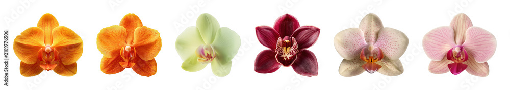 Obraz premium PNG Vibrant orchids in colorful array on transparent background