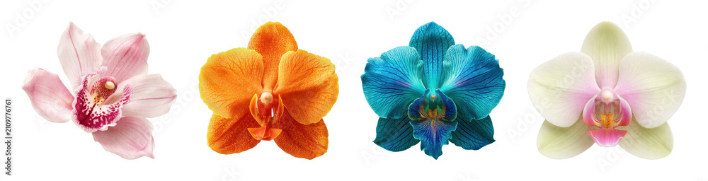 Obraz premium PNG Vibrant orchids in colorful display on transparent background