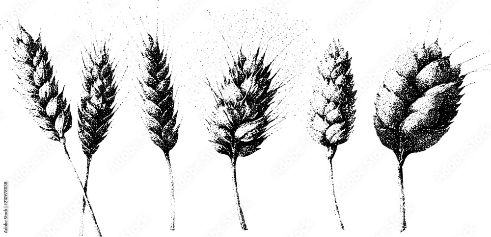 Obraz premium Wheat sheaf botanical drawings with grain dot textures for vintage label background and packaging design