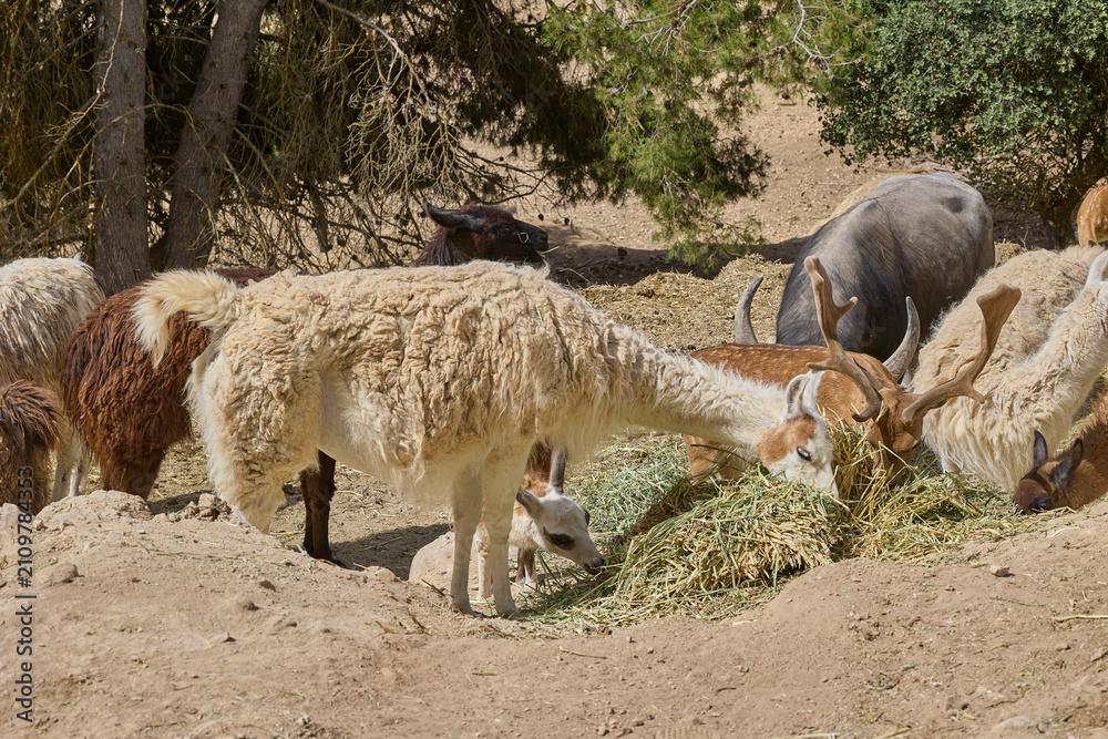 Fototapeta premium Llamas grazing together with deer and pony in wildlife park