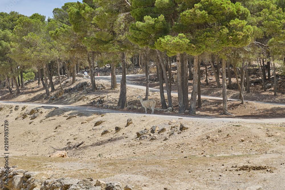 Fototapeta premium White llama standing near pine forest in a wildlife safari park