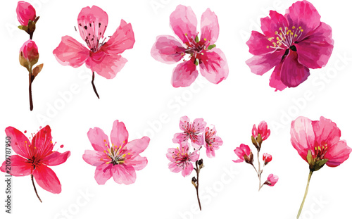 set of pink flowers isolated