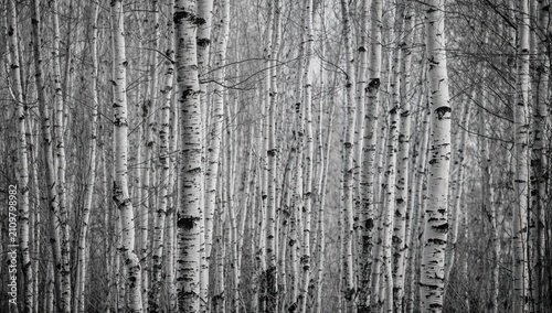Photos Birch Trees Standing Tall in a Black and White Forest Scene