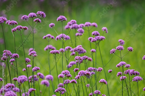 Картината върху платно Verbena bonariensis, commonly known as the purpletop vervain, clustertop vervain is a member of the verbena family cultivated as a flowering annual or herbaceous perennial plant