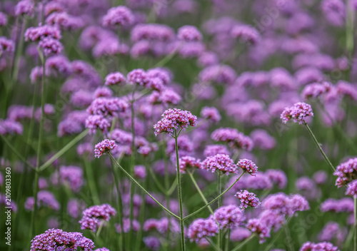 Canvastavla Verbena bonariensis, commonly known as the purpletop vervain, clustertop vervain is a member of the verbena family cultivated as a flowering annual or herbaceous perennial plant