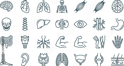 Human Anatomy and Musculoskeletal System Line Icon Set with Organs, Skeleton, Muscles, Joints, and Internal Body Structures for Medical Educational Infographics