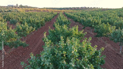 Aerial drone footage of a forward tracking shot over a row of pistachio trees at sunset during ripening season.