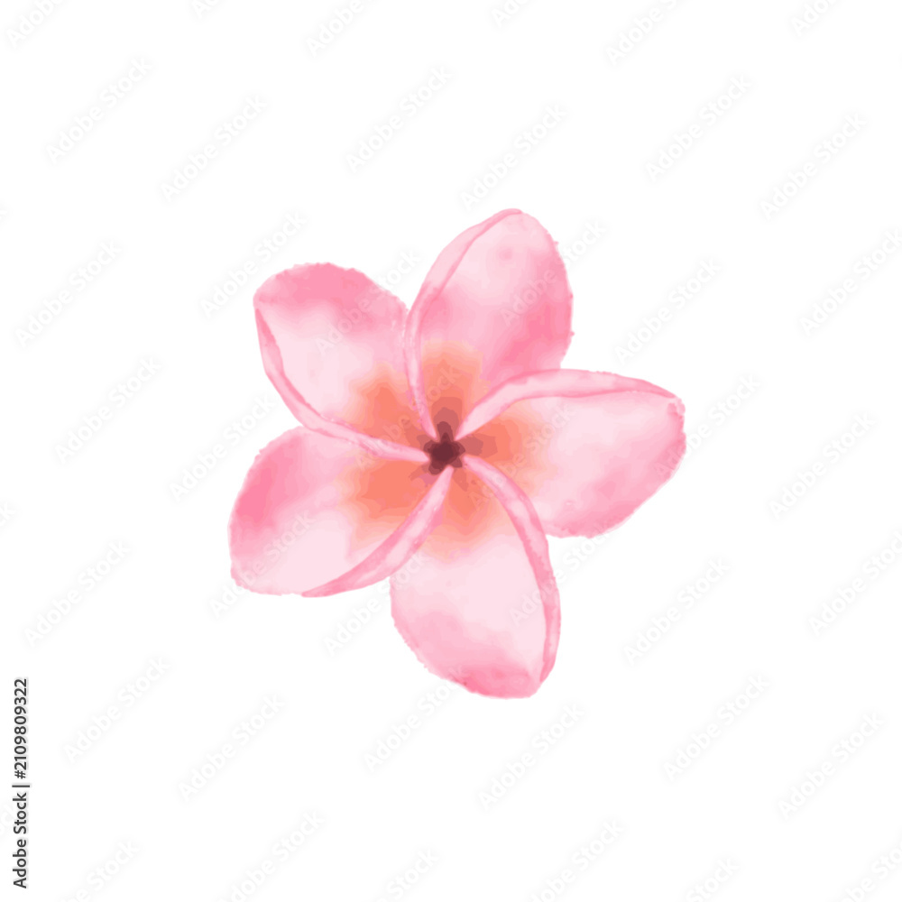 Obraz premium pink frangipani flower
