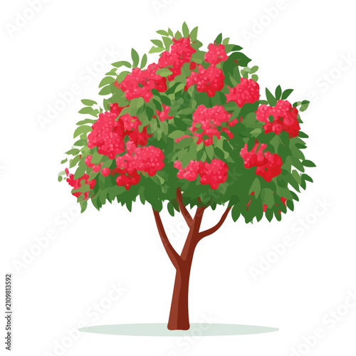 Lychee Tree, flat 2D graphic illustration in a modern minimal style, isolated on a white background.