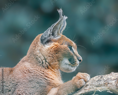 Close up side view of a Caracal (Caracal caracal)