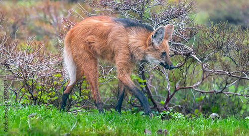 Close up of a Maned wolf (Chrysocyon brachyurus)