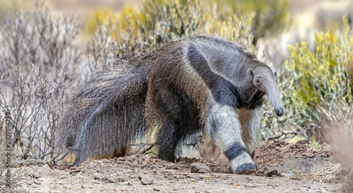Close up view of a walking Giant anteater (Myrmecophaga tridactyla)
