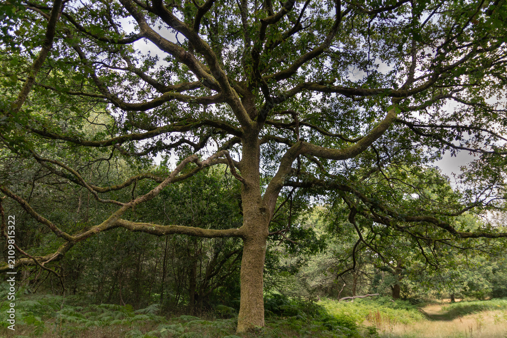 Fototapeta premium Ancient spreading oak tree with broad canopy in Savernake Forest, Wiltshire, England
