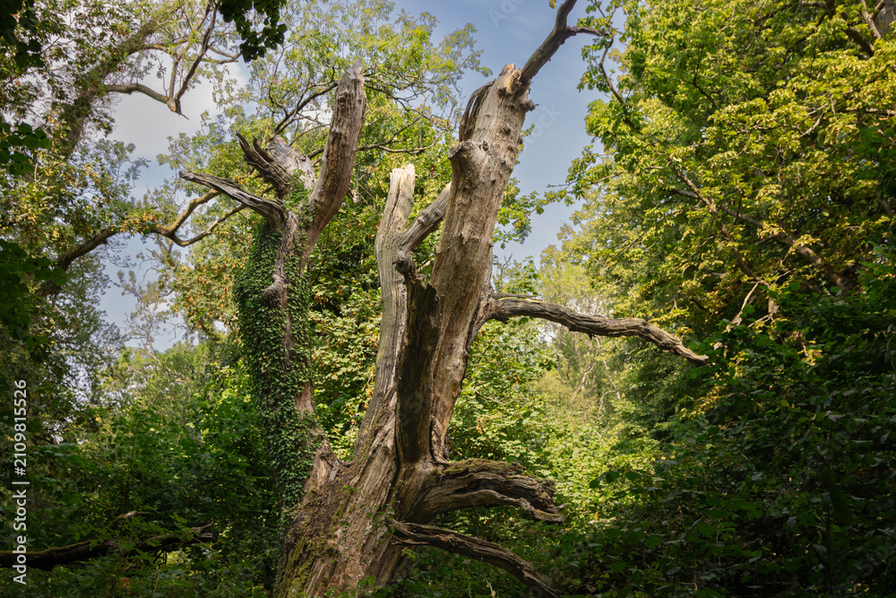 Obraz premium Ancient dead oak tree with weathered branches in Savernake Forest, Wiltshire, England