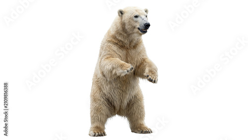 Konstfotografi A majestic polar bear stands on its hind legs, displaying its cream-colored fur