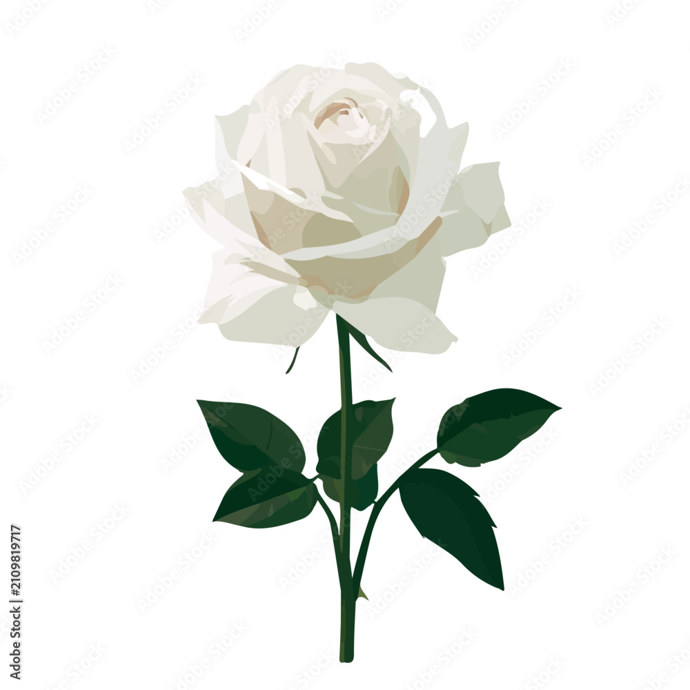 Fototapeta premium White Rose, flat 2D graphic illustration in a modern minimal style, isolated on a white background.