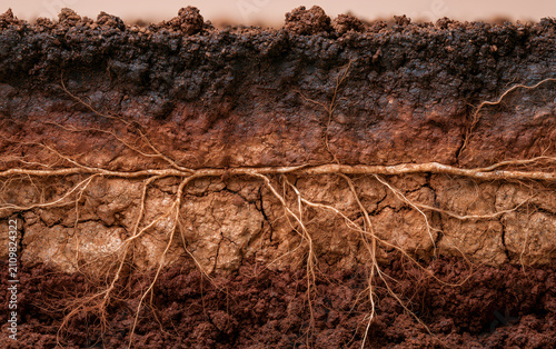 Close-up cross-section of rich brown soil revealing a network of plant roots developing underground