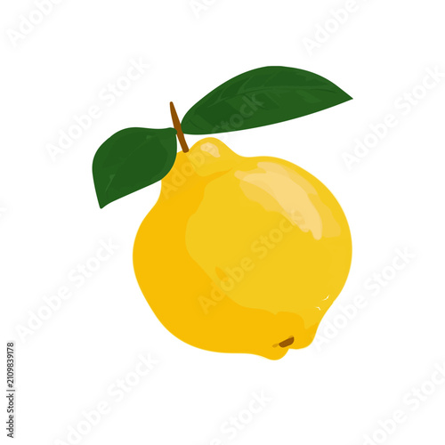Quince, simple flat 2D artwork with minimal details, isolated on a white background.