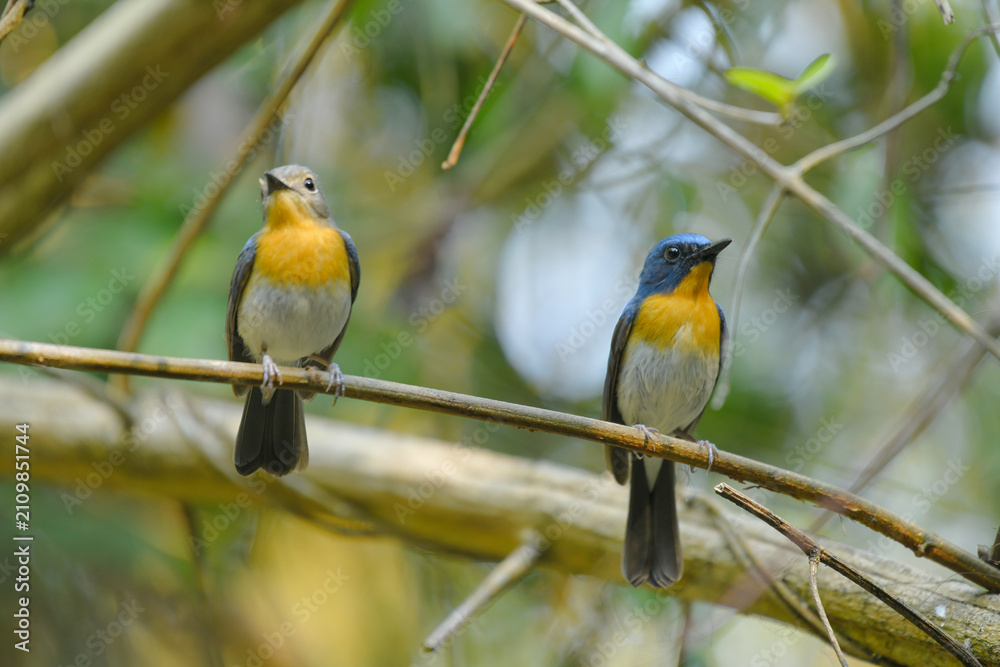 Obraz premium Indochinese Blue Flycatcher (Cyornis tickelliae ) male and female on branch birdwatching in the forest.