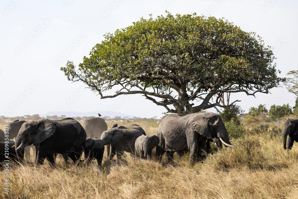 Obraz premium Arusha, Tanzania - 13 June 2026 - Elehant in the Serengeti National Park