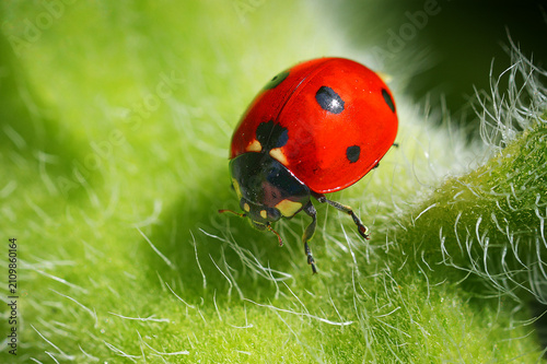 Macro image of a Seven-Spot Ladybird