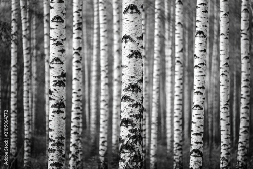 Birch Tree Forest in Black ...