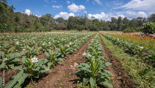 Flowering Plants Growing in...